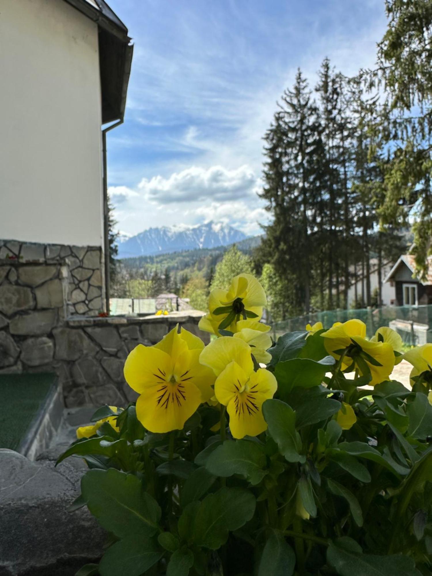Pine Peak Apartments Предеал Екстериор снимка